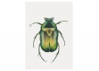 Affiche aquarelle  scarabée • illustration insecte • art print nature • poster naure • poster scarabé • affiche nature • affiche animal 