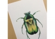 Affiche aquarelle  scarabée • illustration insecte • art print nature • poster naure • poster scarabé • affiche nature • affiche animal 