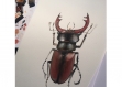 Impression d'art illustration aquarelle lucane • affiche • decoration murale • illustration art print nature • scarabée • insecte • nature • affiche nature