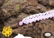 Bracelet au crochet aerin coton oeko tex blanc, perles rose nacré 17,5 cm de long. 1,5 cm de large, un bijou au crochet féminin.