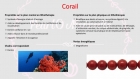 Bracelet en perles naturelles 6 mm : corail et howlite