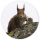 Planche à découper ronde en verre trempé - motif écureuil roux