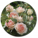 Planche à découper ronde en verre trempé :  motif  bouquet de roses du jardin