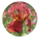 Planche à découper ronde en verre trempé : motif  iris des jardins rouge 