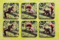 Lot de 6 dessous de verre carrés en liège - motif adorable écureuil roux