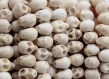 Perles tête de mort -  crâne skull howlite ivoire 13 mm lot de 20/40 unités
