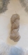 Echeveau de laine filée à la main au rouet - 51 g - env 318 m