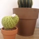Cactus rond / décoration d'intérieur