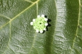 Motif vert rond au crochet à coudre, patch, écusson, applique - mmp15