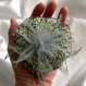 Grande barrette fleur en tissu & plumes et perles 146