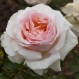 Bougie parfumée à la cire de soja fragrance rose ancienne