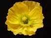 Fleur papier crépon - coquelicot pavot d'islande jaune / yellow iceland poppy - crepe paper flower