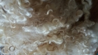 Longues boucles lavées de laine de mouton wensleydale 