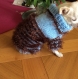 Pull..manteau laine  chien ou chat ....dos laine marron et bleu ciel 