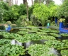 Photo du jardin de majorelle - marrakech - maroc 