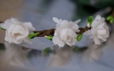 Couronne de fleurs cheveux rustique aux fleurs blanches