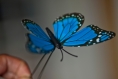 Pic à chignon modèle papillon grande taille