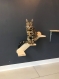 Escalier mural pour chat