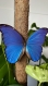 Cadre décoration papillon naturalisé 