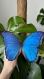 Cadre décoration papillon naturalisé 
