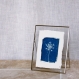 Tirage botanique en cyanotype sur papier coton recyclé / décoration murale / handmade - botanÏk